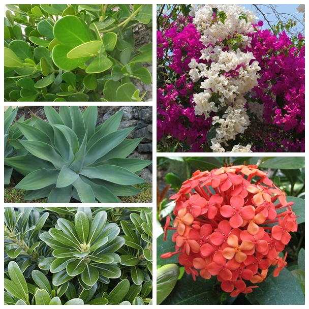 Bougainville, Ixora (Direita) Agaves, Clusia e Pitosporo (Esquerda)