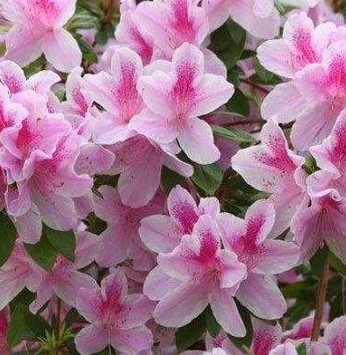 Azaleia - Flor de inverno