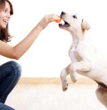 Dicas animais pra você brincar ainda mais com seu cão!