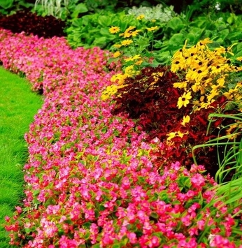Jardins com cores fortes