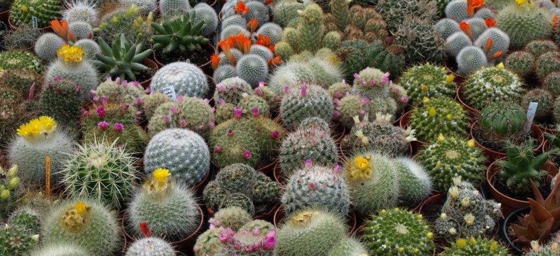 Tipos de plantas que dispensam muita água