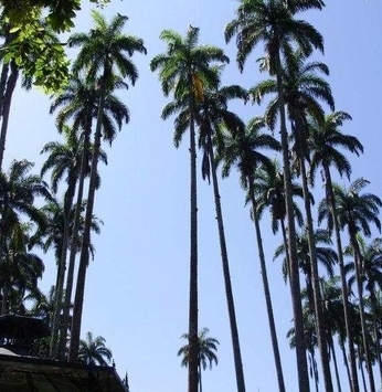 A majestade da palmeira imperial